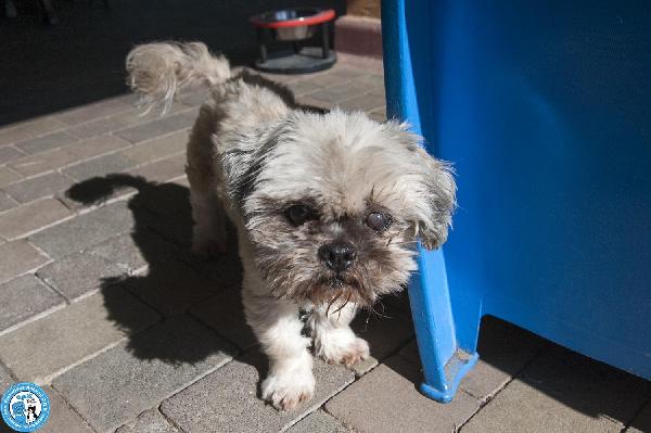 Blakino: il piccolo shih tzu che aspetta il miracolo Foto 7